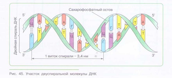 ХИМИЧЕСКИЙ СОСТАВ ОРГАНИЗМА: органические вещества_002